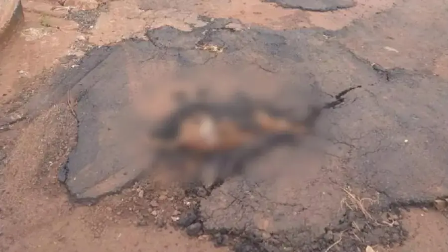 Cachorro caramelo foi flagrado concretado em buraco em cidade de Goiás -Foto: Divulgação