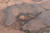 Cachorro caramelo foi flagrado concretado em buraco em cidade de Goiás -Foto: Divulgação (Foto: UOL)