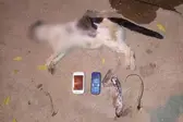 Gato foi flagrado com celulares colados ao corpo em presídio de Cajazeiras, no Sertão da Paraíba (Crédito: Reprodução) (Foto: Com informações do G1)
