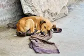 Foto: iStock (Foto: )